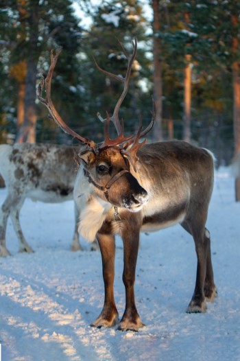 Reindeer as a gift - Janet M. Nast