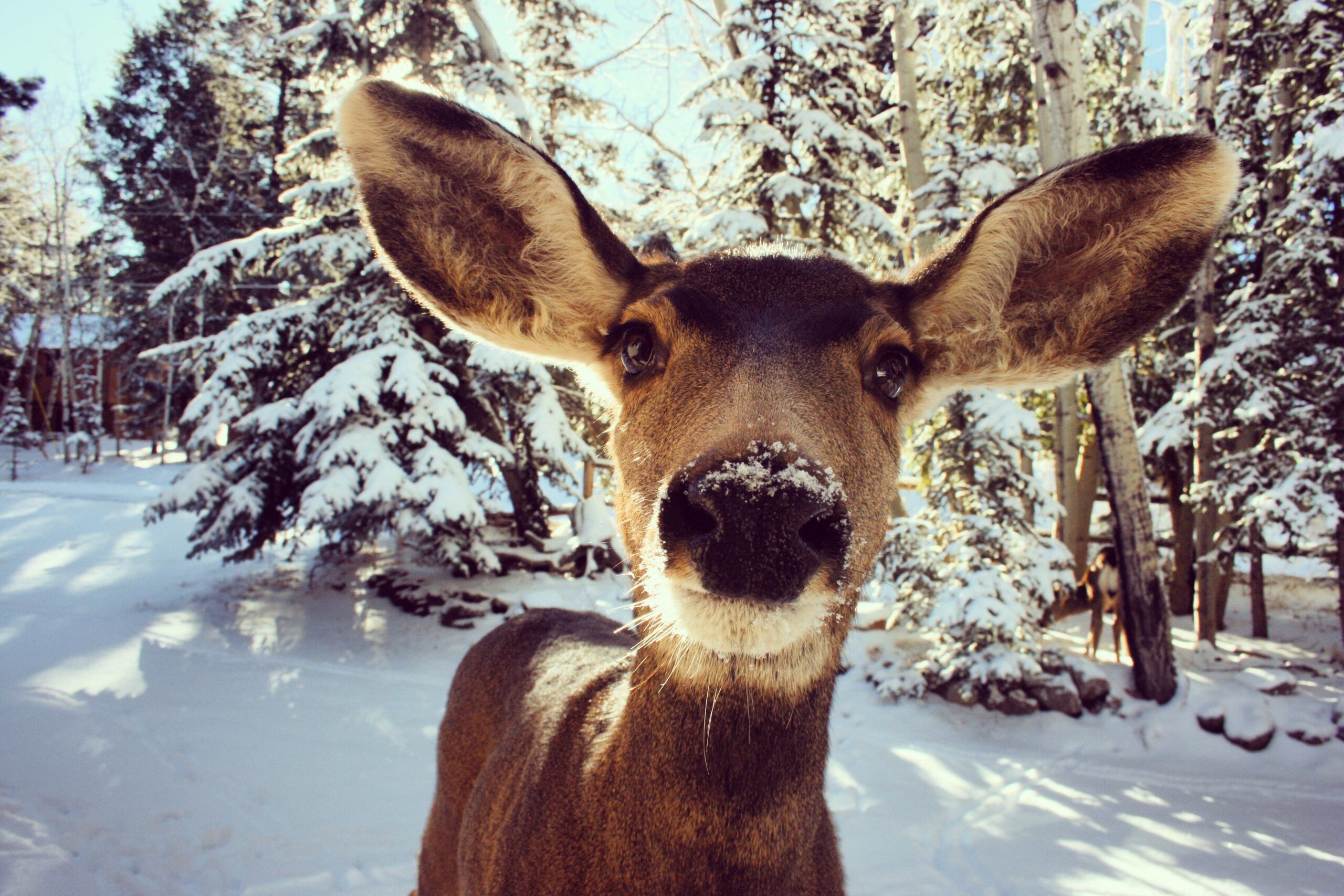 deer.closeup-lifeafter18.com